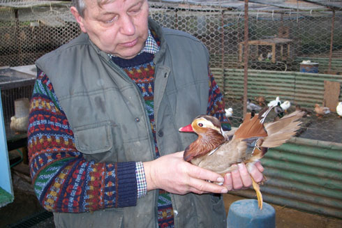 Soper holding Buff Mandarin